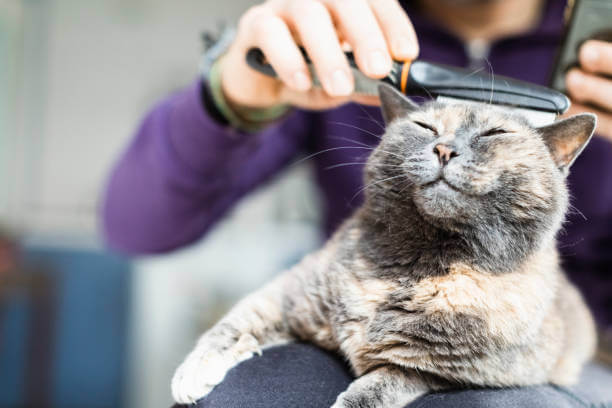 cat hair cutting uae